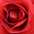 Rote Rose. 
