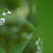 Maiglöckchen / © KIMDAEJEUNG/pixabay.com/CC0 1.0 Maiglöckchen
