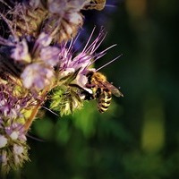 Bild von Jeyaratnam Caniceus auf Pixabay / Bild von Jeyaratnam Caniceus auf Pixabay Soziale Botschaft