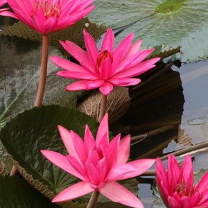 rosa Lotusblüten