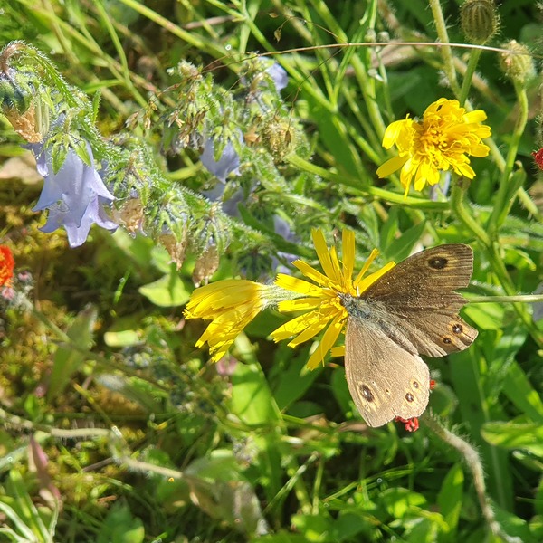 Blumenwiese mit Schmetterling