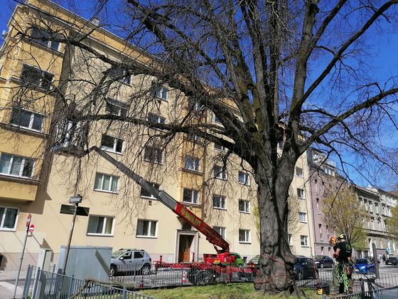 Lindenbaum - Kronenpflege / Christian Koller April 2022 - Fa. BAUM.ART