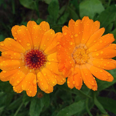 Calendulablüten mit Tautropfen