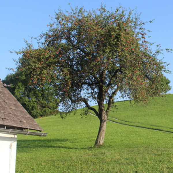 Freude des Lebens