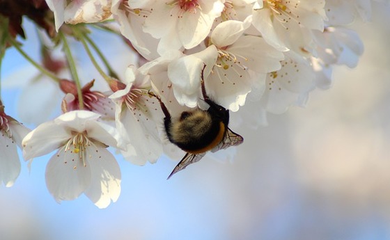 Hummel, Kirschblüte