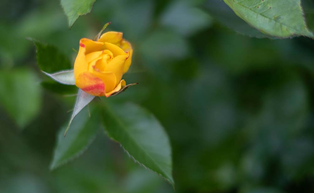 Orange Blumenknospe vor dunkelgrünem Blätter-Hintergrund