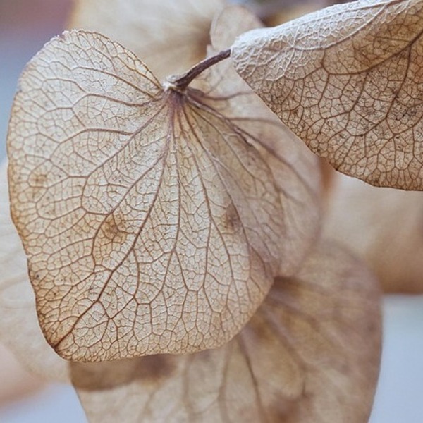 Leaves Dry / c O pixabay_HeiKiwi Blätter im Herbst
