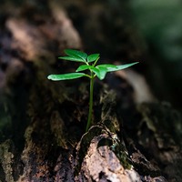 © David Alberto Carmona Coto/pexels.com/CC0 1.0