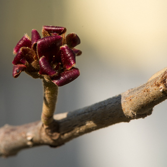 © Burghard Ebenhöh