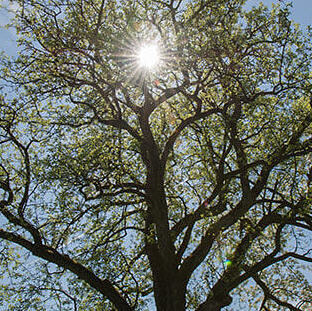 © Burghard Ebenhöh