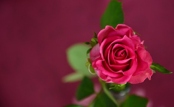 Rose, Symbol für Liebe