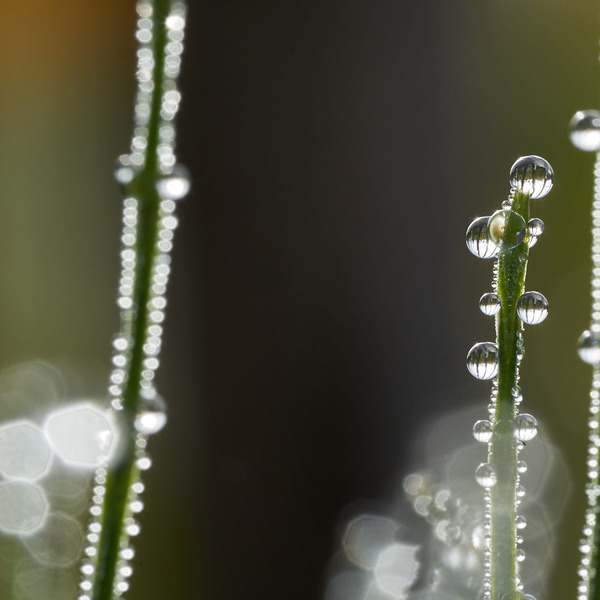 Wassertropfen