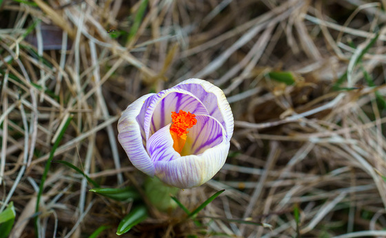 Frühling