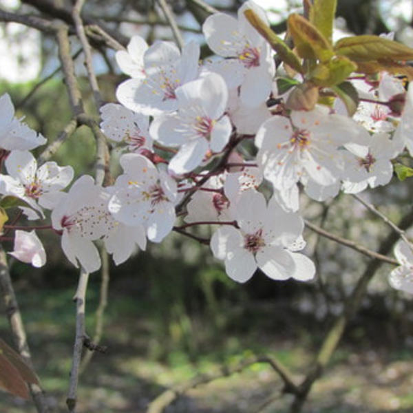 frühling 