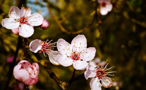 Mandelblüte