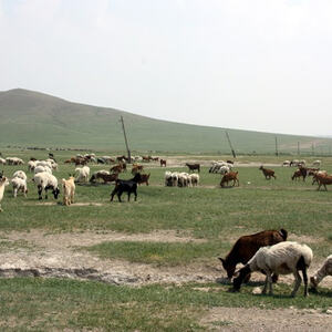 Mongolei