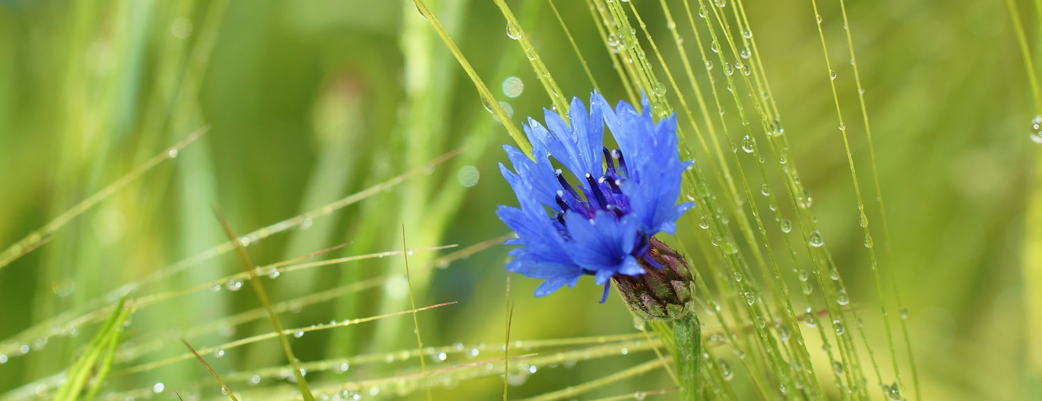 Kornblume im Feld. 