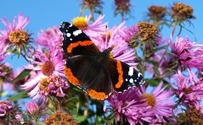 Schmetterling. © Stefanie Petelin