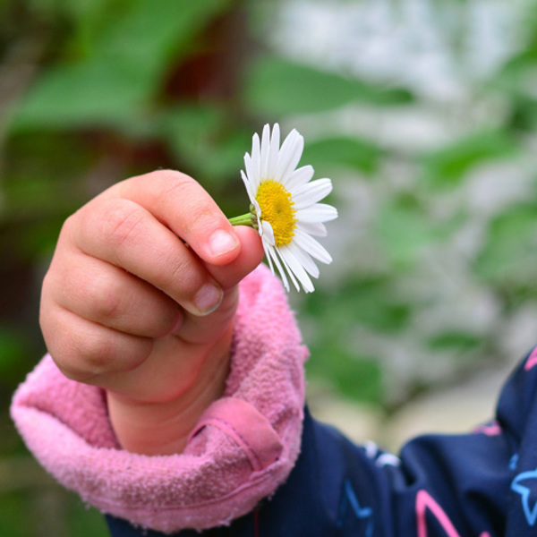 Kinderhand mit Gänseblümchen