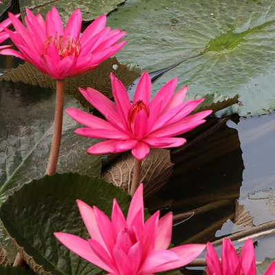 rosa Lotusblüten