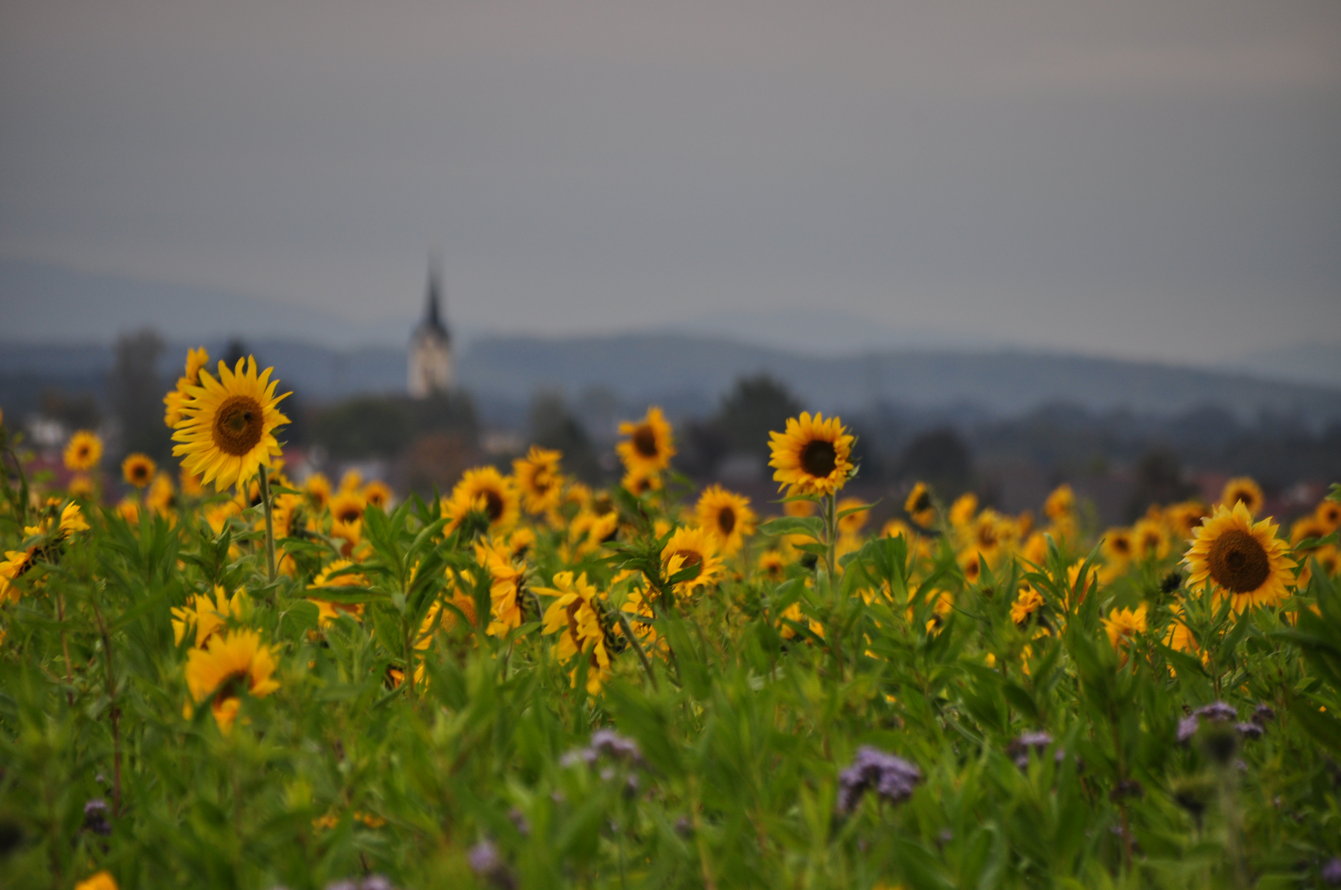 Sonnenblume und Kirch