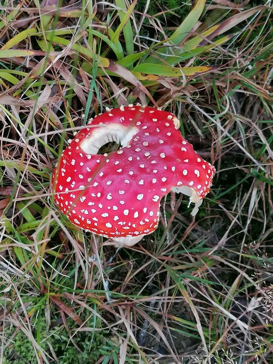 Bergmesse am Hongar / Christian Koller Samstag, den 24. September 2022