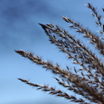 Blühendes Gras und Himmel.