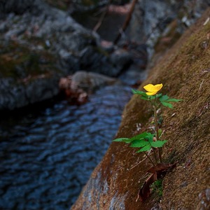 Blume an der Felswand