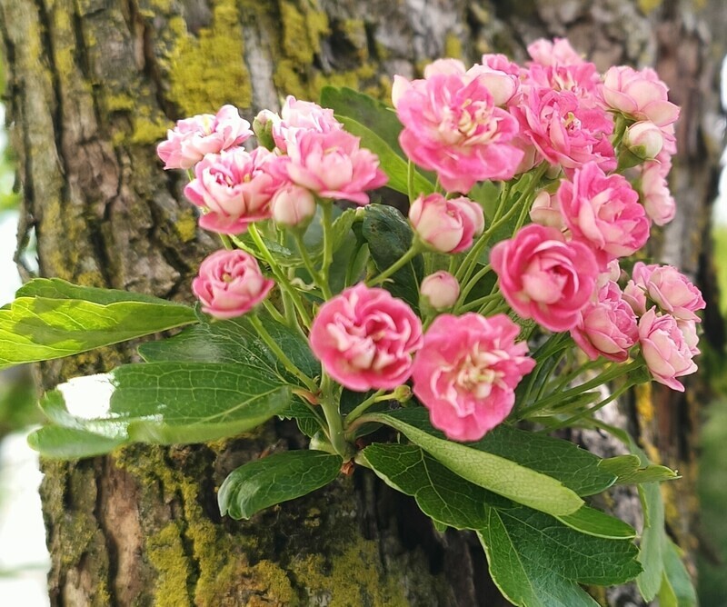 Maiandacht / Rechberger Maria Maiandacht