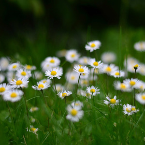 Gänseblümchen