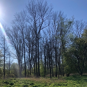 Frühling in der Au