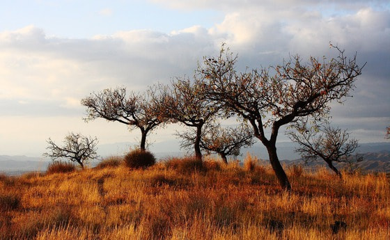 Steppe