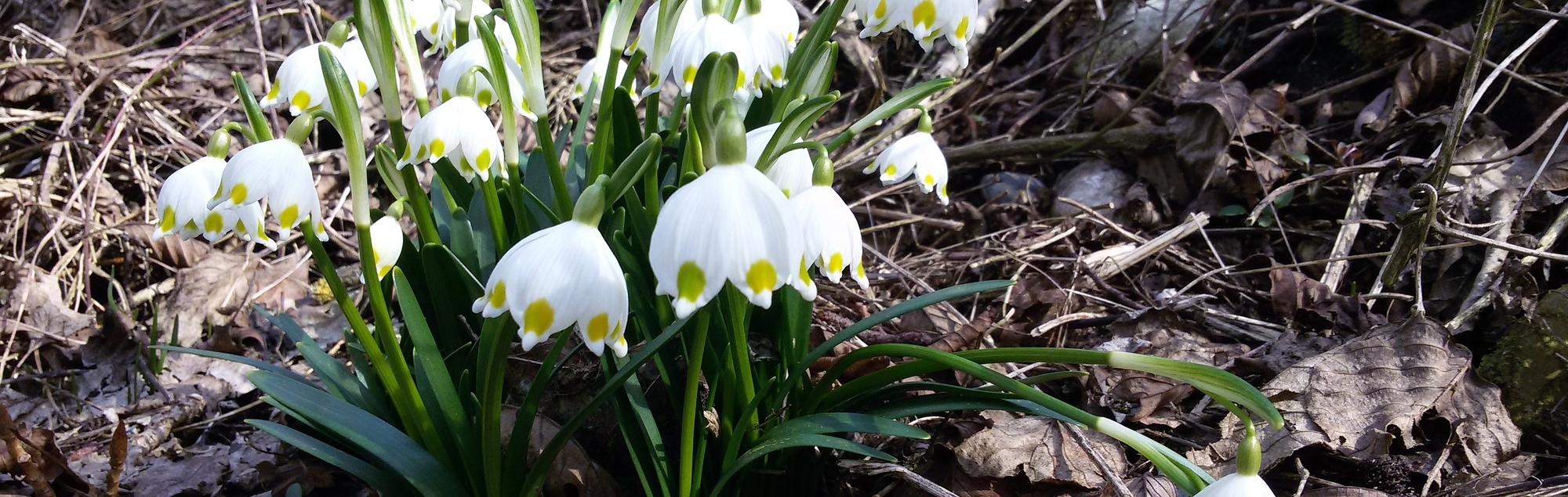 Frühlingsknotenblumen