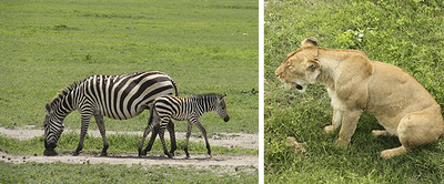 Zebra und Löwe