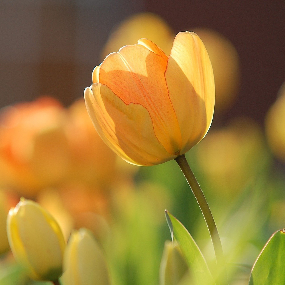 Tulpen