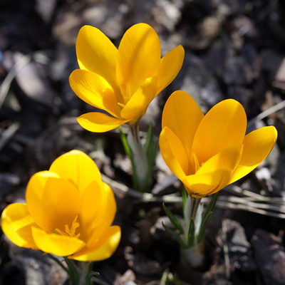 Winterende - Krokusse blühen