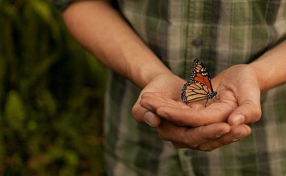 SelbA OÖ Hand mit schmetterling