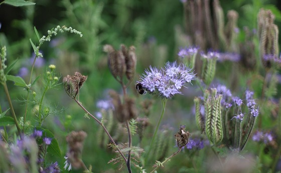 Bild von Jeyaratnam Caniceus auf Pixabay