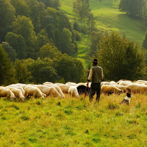 Schafherde mit Schäfer