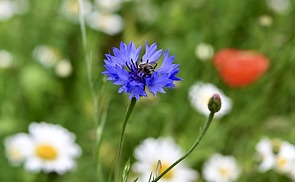 cornflowers