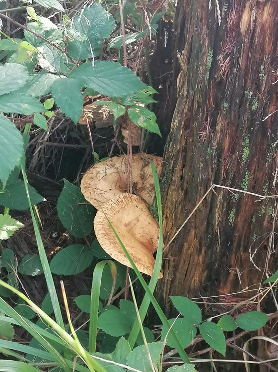 Bergmesse am Hongar / Christian Koller Samstag, den 24. September 2022