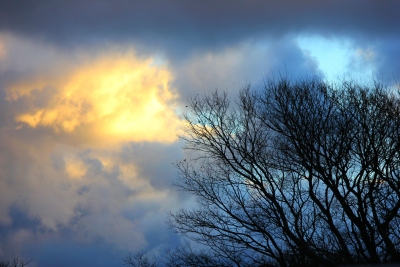 Bäume vor Himmel in der Dämmerung. 