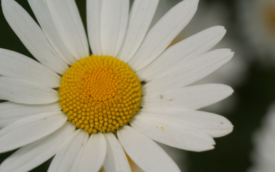 Maria, kostbare Blume im Garten Gottes