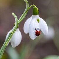 Pat_Photographies/Pixaby Conent License