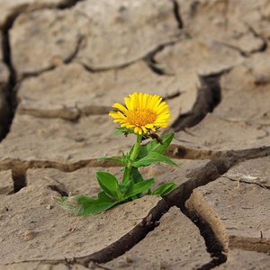 Blume auf trockenem Boden