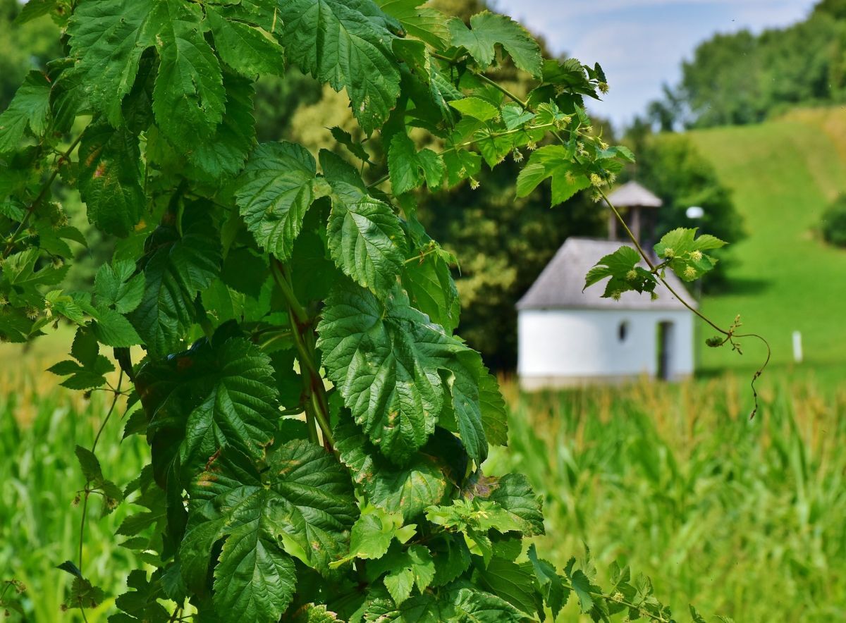 Kapelle im Grünen