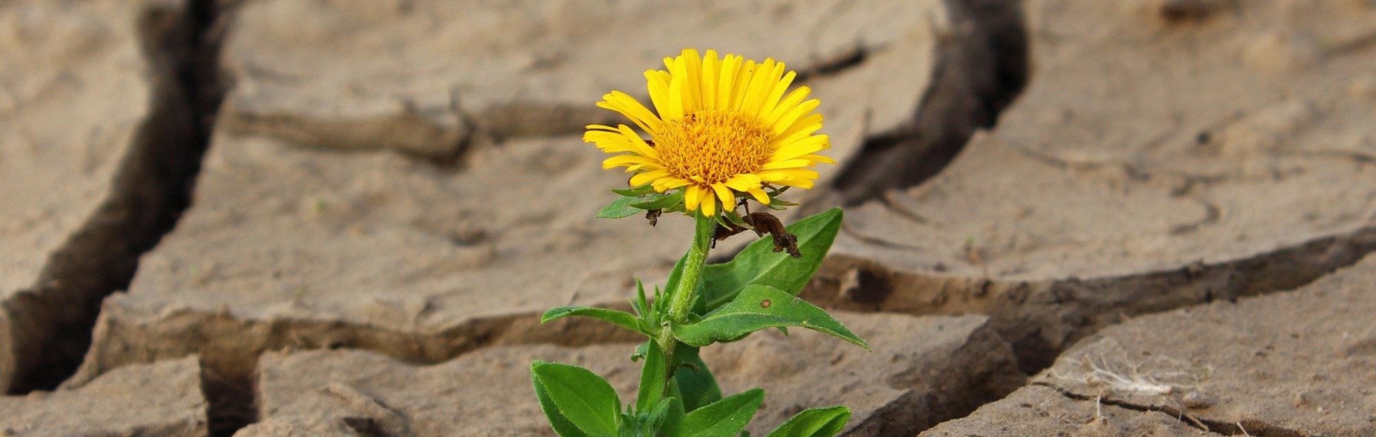 Blume auf trockenem Boden