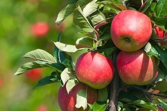 Adams Äpfel / Christoph Froschauer