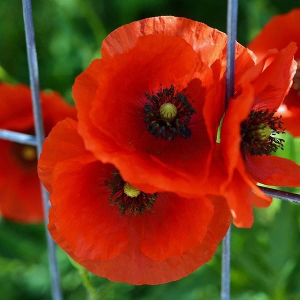 Klatschmohn im Gitter