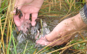 Hände schöpfen Wasser aus einer Quelle